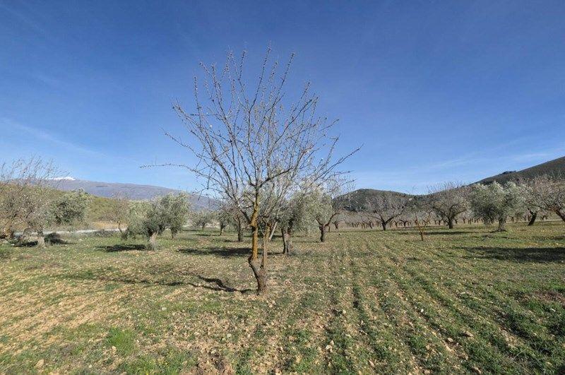 Foto 2ab23390-c17c-40d1-8f02-3dbabad6f9ce. Finca rústica a Valle (El)