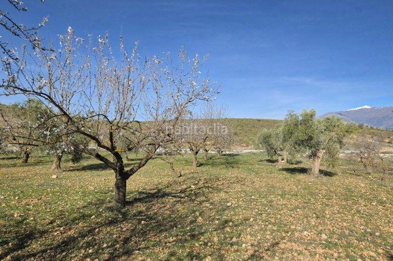 Foto 78afea44-6592-4d06-8c7b-d7ad0c5732ad. Finca rústica a Valle (El)
