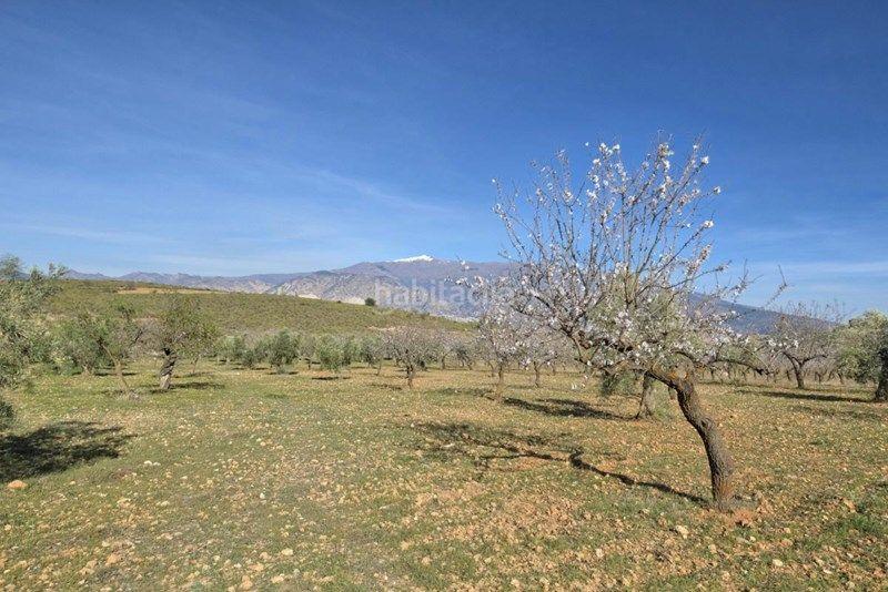 Foto 7a9f3e7c-9c7c-4a62-b9fb-2d99e0bebb0e. Finca rústica a Valle (El)