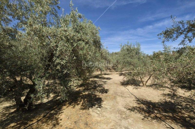 Foto 2cc40466-6601-4e13-93b2-b88248669e82. Finca rústica a Valle (El)