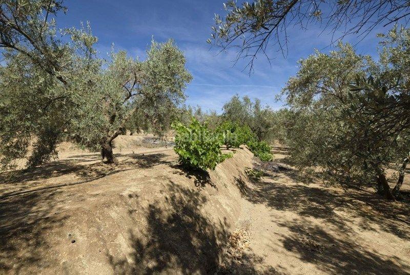 Foto abd715e8-a143-4686-9145-c7b86e192c47. Finca rústica a Valle (El)