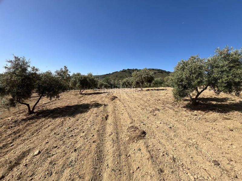Foto 34a85ea9-513f-4610-ad38-696be2ce4157. Finca rústica a Padul