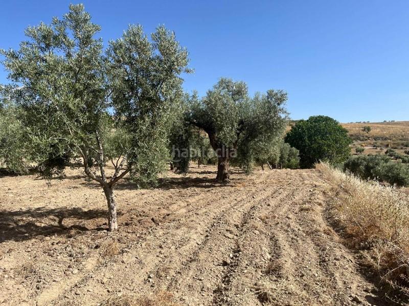 Foto 5d911bab-d862-4450-b175-cd1e7febae8e. Finca rústica a Padul