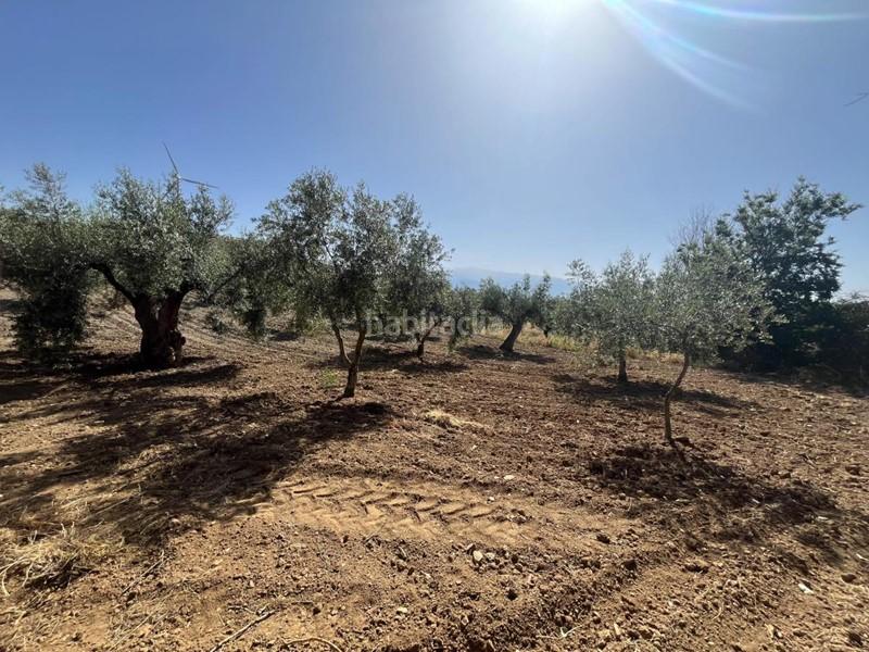 Foto e4f823e9-0622-4437-9667-e7533fbd1a90. Finca rústica a Padul