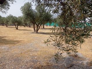 Finca rústica a Padul. Finca rústica con olivos en el romeral, padul