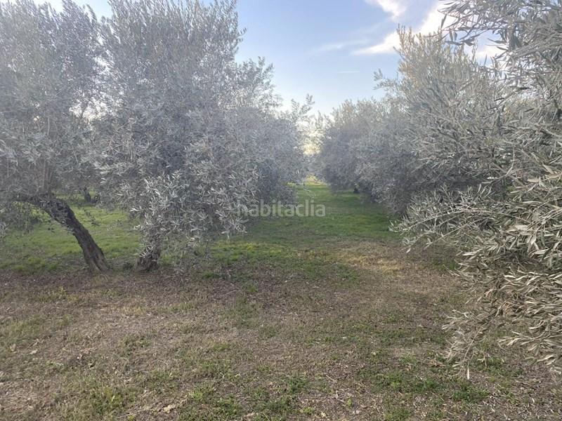 Foto 5b91d88f-9dae-41b7-b5fb-751d0d879b30. Finca rústica  con olivos en Belicena en Vegas del Genil