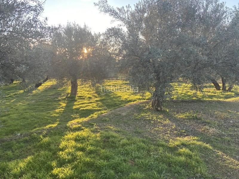 Foto 90b17061-e7e3-4815-b086-5d6ba88e9965. Finca rústica  con olivos en Belicena en Vegas del Genil