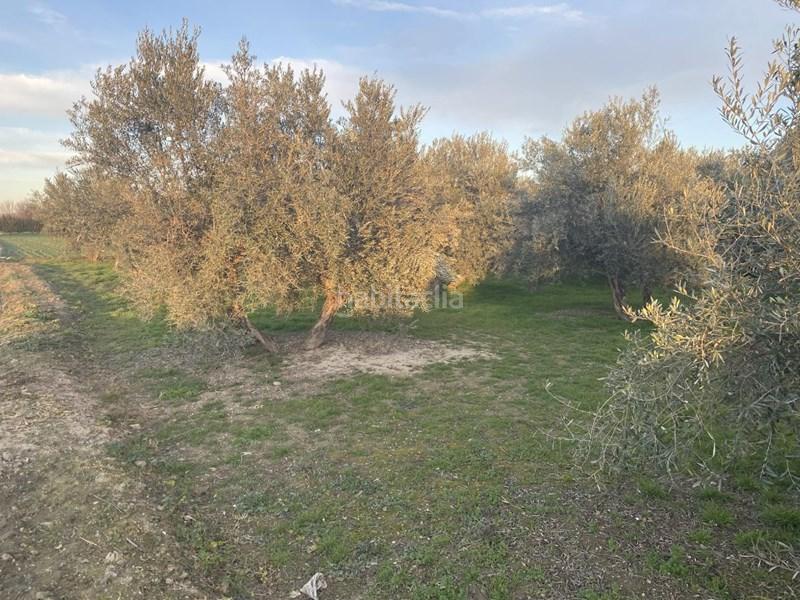 Foto 9230d207-5c32-4c6a-bed9-f7af9b575a55. Finca rústica  con olivos en Belicena en Vegas del Genil