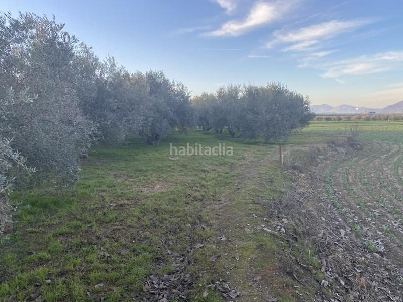 Foto a7195711-4c27-408c-add0-0f4c69b8375b. Finca rústica  con olivos en Belicena en Vegas del Genil
