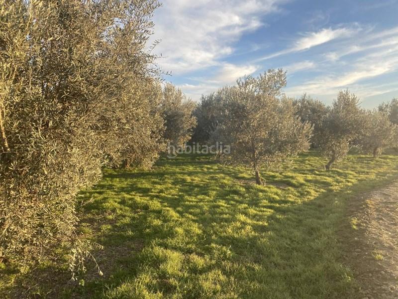 Foto feaa4b7d-a0d4-484d-8051-8247aa283bc7. Finca rústica  con olivos en Belicena en Vegas del Genil