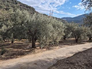 Finca rústica a Lecrín. Finca rústica con olivos en chite