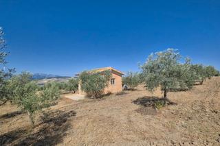 Finca rústica a Arenas del Rey. Finca de 84.000 m2 olivar ecológico en arenas de rey