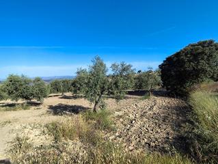 Finca rústica en Arenas del Rey. Dos fincas con olivos y almendros en arenas del rey