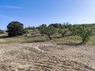 Finca rústica en Arenas del Rey. Dos fincas con almendros en arenas del rey