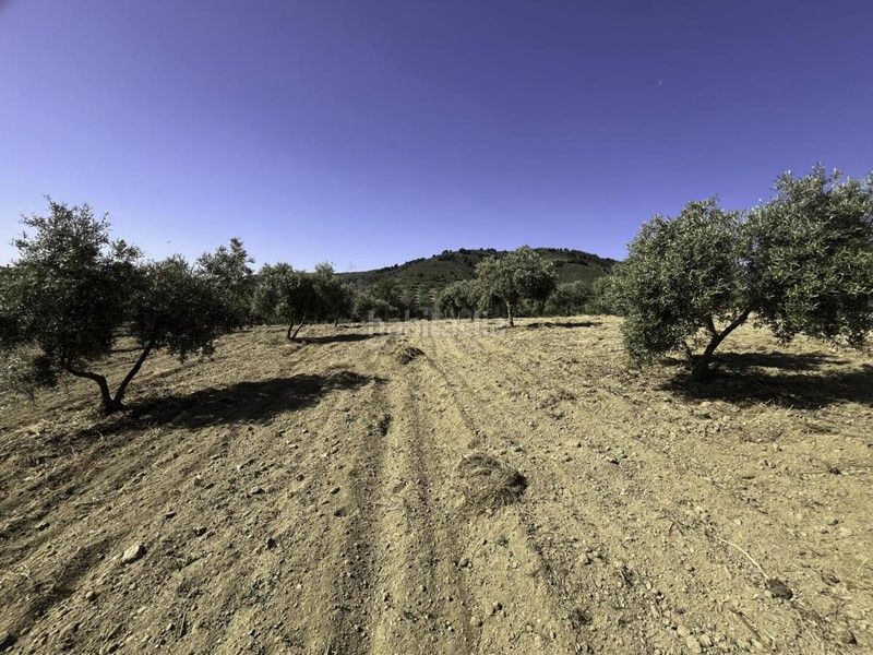 Foto 791c76b9-1873-4273-aa79-705f835aa6d5. Finca rústica a Padul