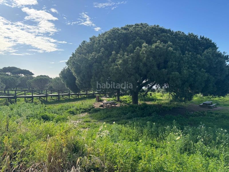 Foto 3fb31a05-35b5-4041-8b45-d69a96cc3ef9. Xalet amb aparcament a La Jara Sanlúcar de Barrameda