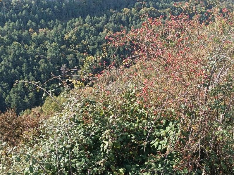 Foto 5a01ce1d-2693-4956-b81d-ce1993386b87. Finca rústica a Aisa