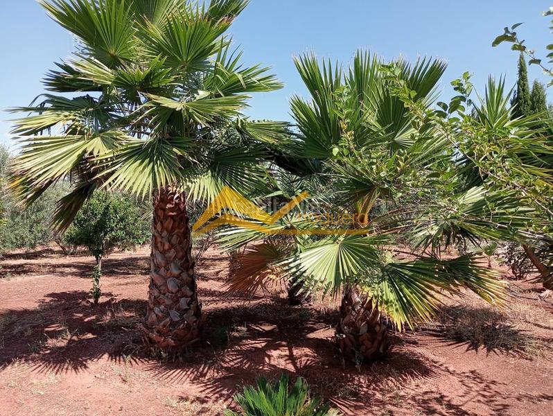 Foto 3bdf19f2-45b9-4d3e-a21e-e3a8a71e5705. Haus in Guarromán