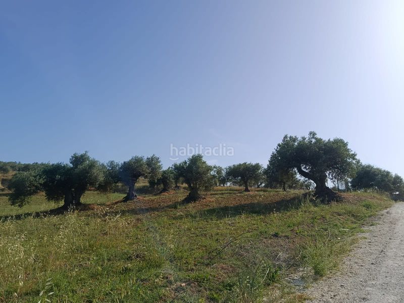 Foto 378437a0-f6d3-4144-b4f1-f29d0a88451f. Finca rústica a Alquería-Torrealquería Alhaurín de la Torre