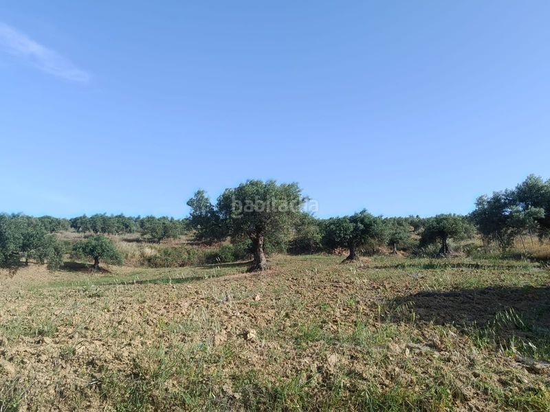 Foto 56d8ae49-33d3-417d-9189-fb0b71eaa7e8. Finca rústica a Alquería-Torrealquería Alhaurín de la Torre