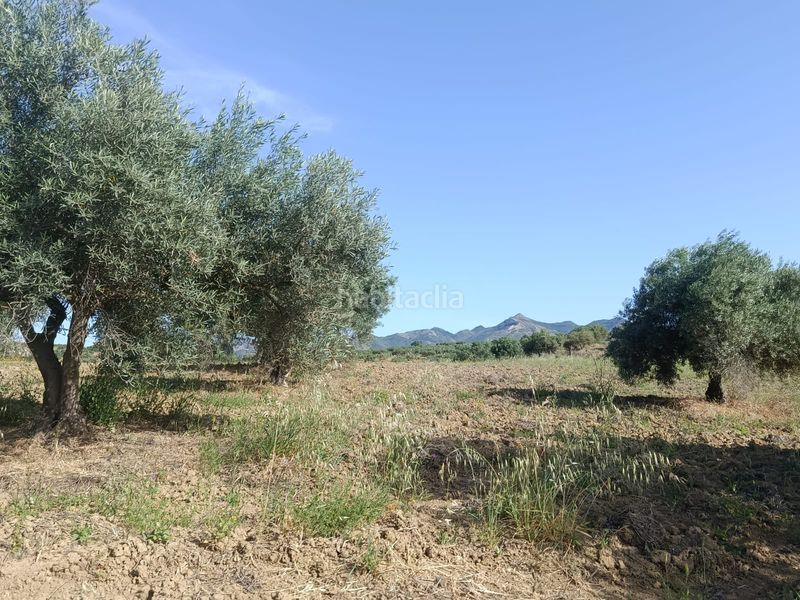 Foto 8e6690c4-f137-4110-b289-72feec2a172a. Finca rústica a Alquería-Torrealquería Alhaurín de la Torre