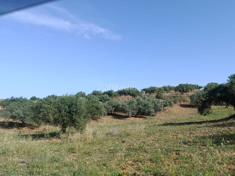 Foto affad0e1-b5b4-436b-bb21-73cf2189a33a. Finca rústica a Alquería-Torrealquería Alhaurín de la Torre
