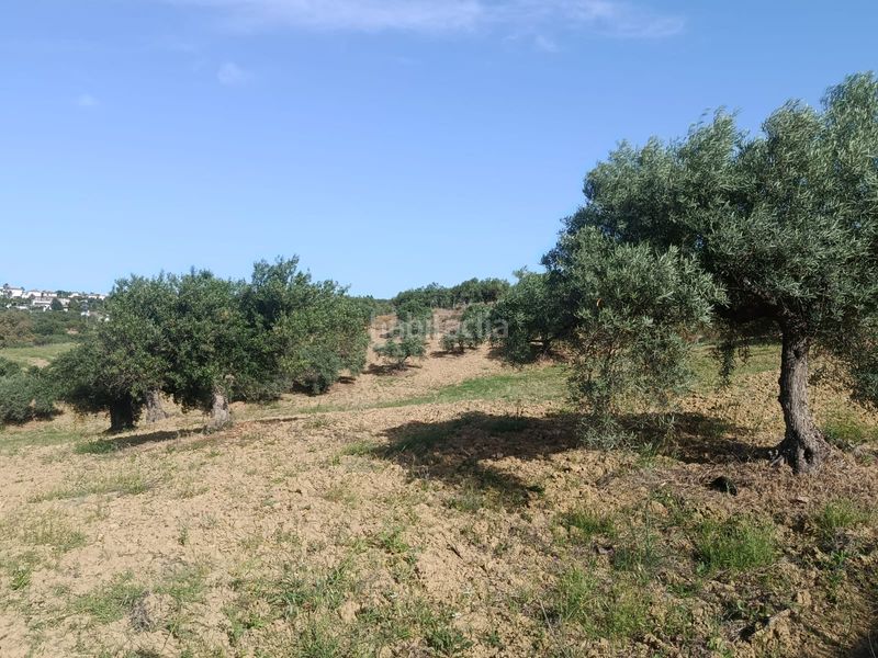 Foto d6053f7c-49cb-4557-96a7-f3baa0d11bea. Finca rústica a Alquería-Torrealquería Alhaurín de la Torre