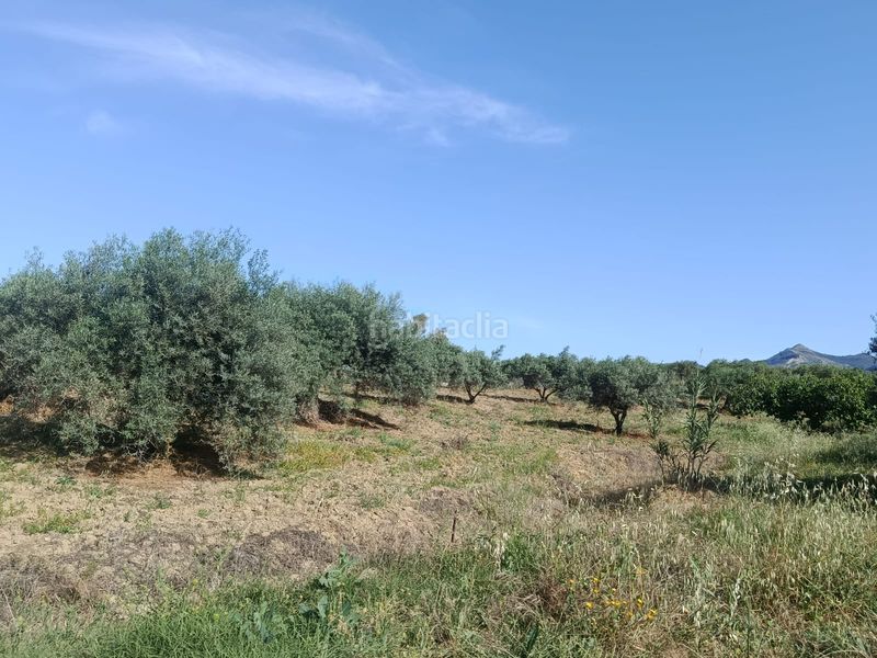 Foto d72e58b8-e323-4410-bb23-a84e546c3aa9. Finca rústica a Alquería-Torrealquería Alhaurín de la Torre