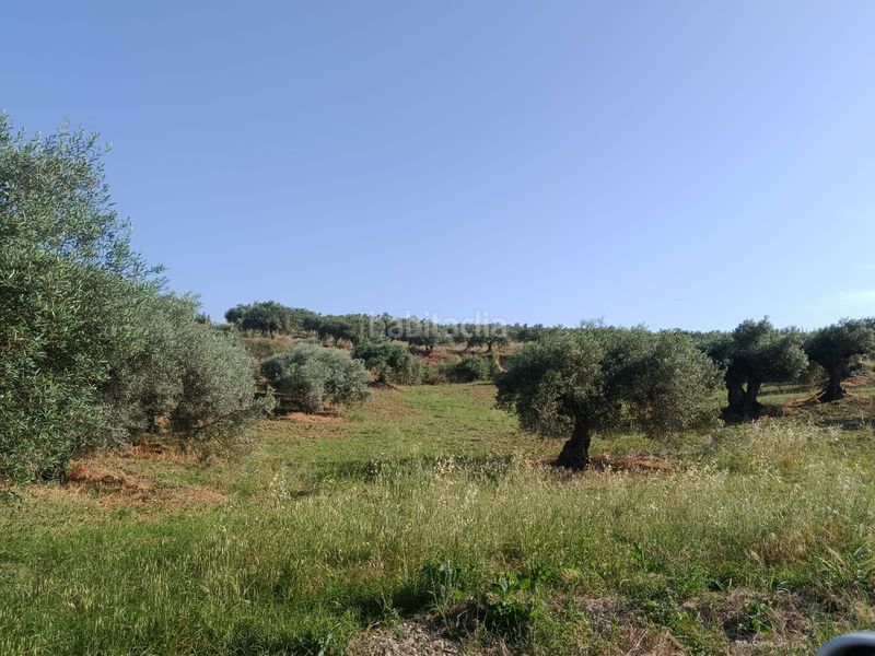 Foto daa03b2e-c49b-488d-9714-9bae8a07ad0b. Finca rústica a Alquería-Torrealquería Alhaurín de la Torre