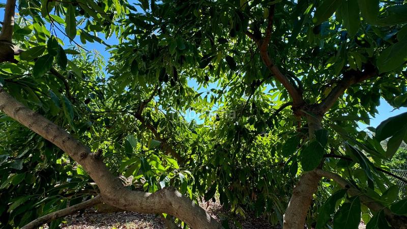 Foto ae1a639e-13a2-492f-b87e-48cb262de895. Propriété dans Capellanía - Retamar Alhaurín de la Torre