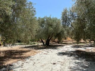 Masia a Villamena. Finca de recreo en cozvijar