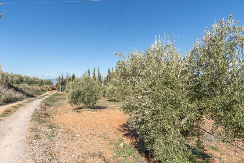 Foto 448cd2b2-9c7e-401b-8ab0-eb82dea69544. Rural plot in Cogollos de la Vega