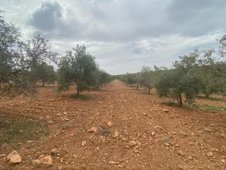 Masia  Polígono polígono 16 parcela 646 cañada de zaldivar. padu. Finca de olivos cerca de padul