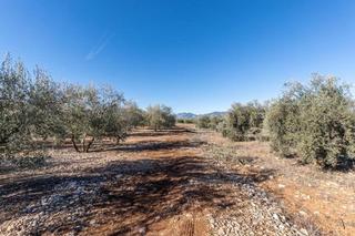 Masia  Pago cortijo de las monjas poligono 1 parcela 193. Olivar en venta