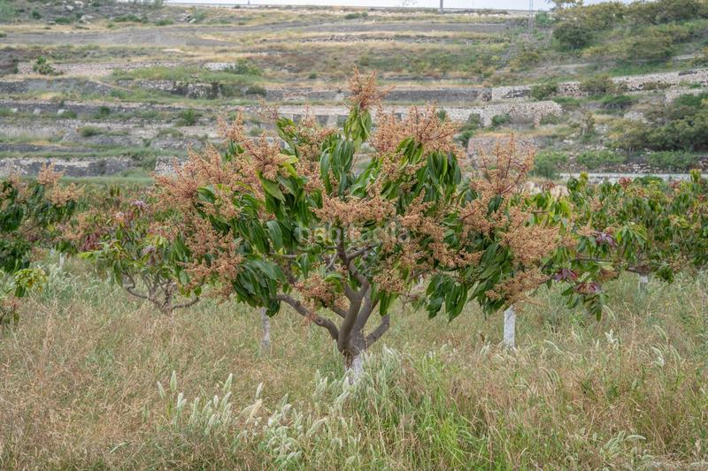 Foto d47b3046-a760-4e51-800b-ae0973950870. Terreny residencial a carretera malaga (cal) 74 a Salobreña