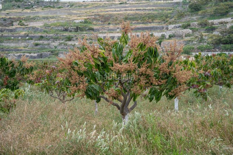 Foto f3aec73f-4bcf-4356-9fd6-9376900e92c1. Terreny residencial a carretera malaga (cal) 74 a Salobreña