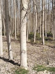 Landgut in Cortes-Huertas. Venta de  terreno de olivos y chopos en caparacena, atarfe
