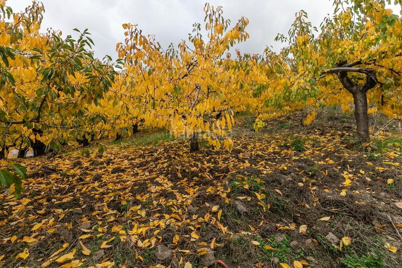 Foto ee392fef-482f-4b21-bc8e-c7e9d3343ce2. Finca rústica a Güéjar Sierra