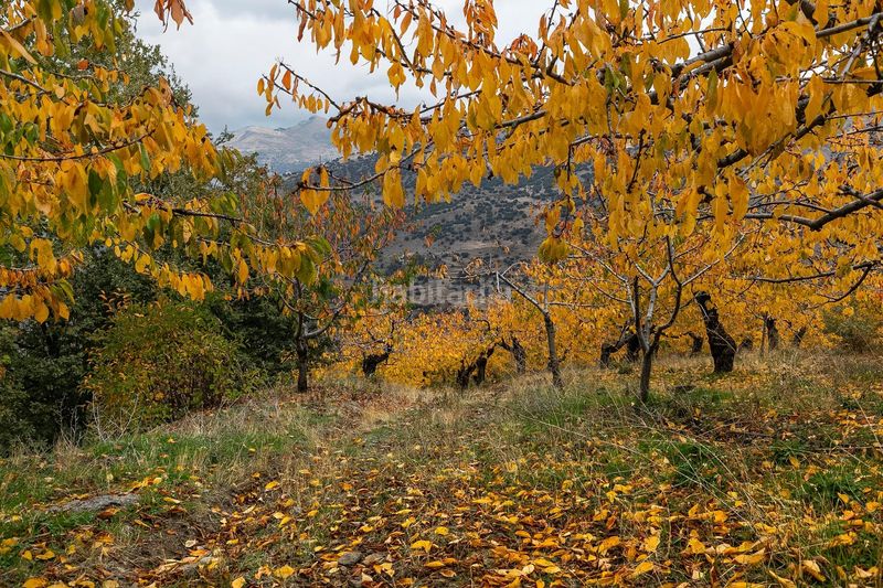 Foto 287d036f-50e6-461d-9e50-e5487bdfb6e4. Finca rústica a Güéjar Sierra