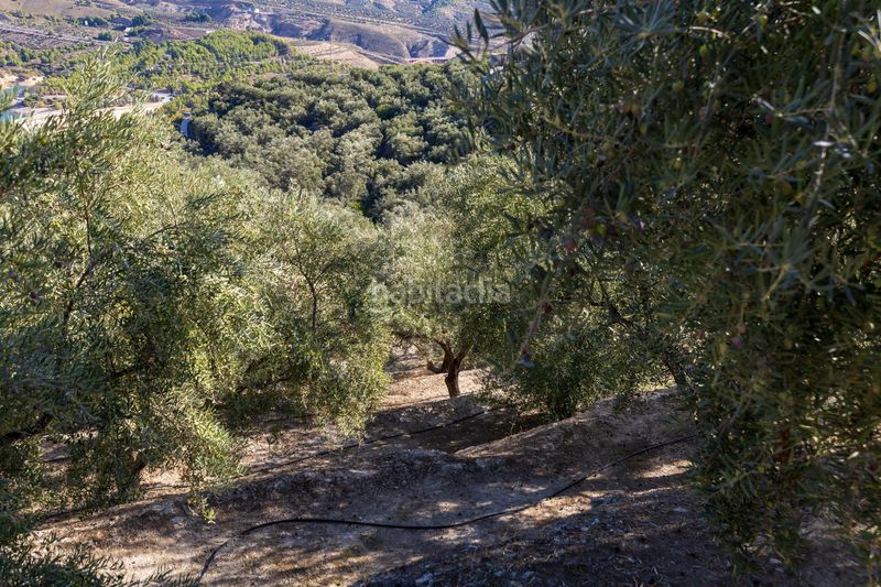 Foto b13e7e17-f8a6-43a9-9883-6738e05514e5. Finca rústica a Lecrín