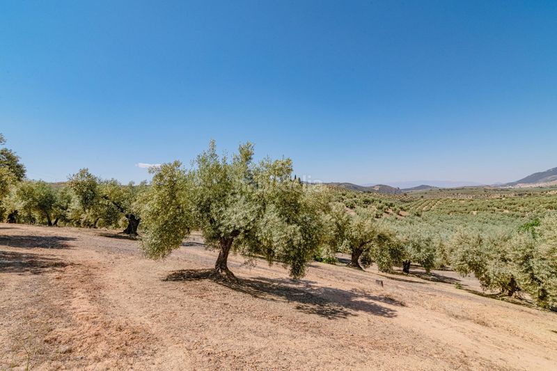 Foto c63ce2ec-196a-4795-b25e-78f66cd22799. Finca rústica a Íllora