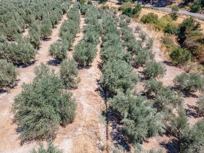 Foto b35f6ff1-0df2-4d02-8226-cacf0055a884. Finca rústica a Deifontes
