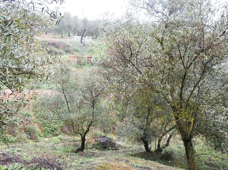 Foto 43b29f99-01ca-41f8-8a3f-bdc42abb92e9. Finca rústica a Peligros