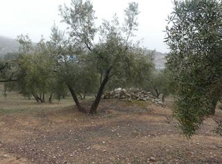 Finca rústica a Peligros. Finca rústica en peligros  ideal inversión o explotación agrícol