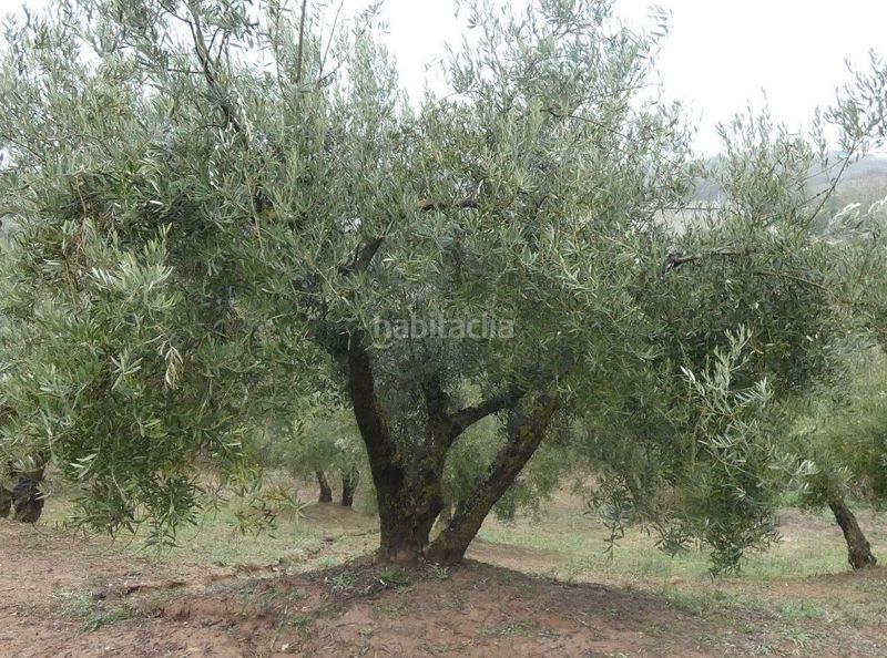Foto 3ca27427-61bb-4c00-ad71-b7d8c804d9e8. Finca rústica a Peligros