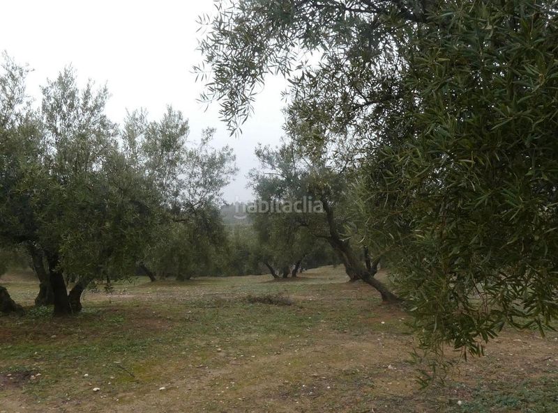 Foto 7e2f3e4a-440d-4c55-aec8-29adffe78c82. Finca rústica a Peligros