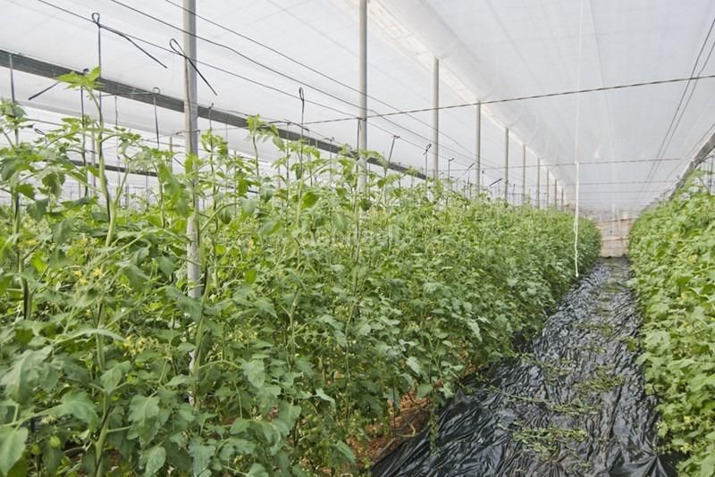 Foto a239080d-bbca-4d53-a26f-33c9e50df733. Rural plot in Motril ciudad Motril