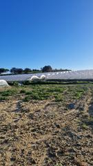 Residential Plot in Cartaya