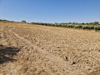 Terreno residencial en Bonares