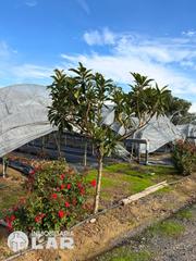 Terrain résidentiel à San Juan del Puerto